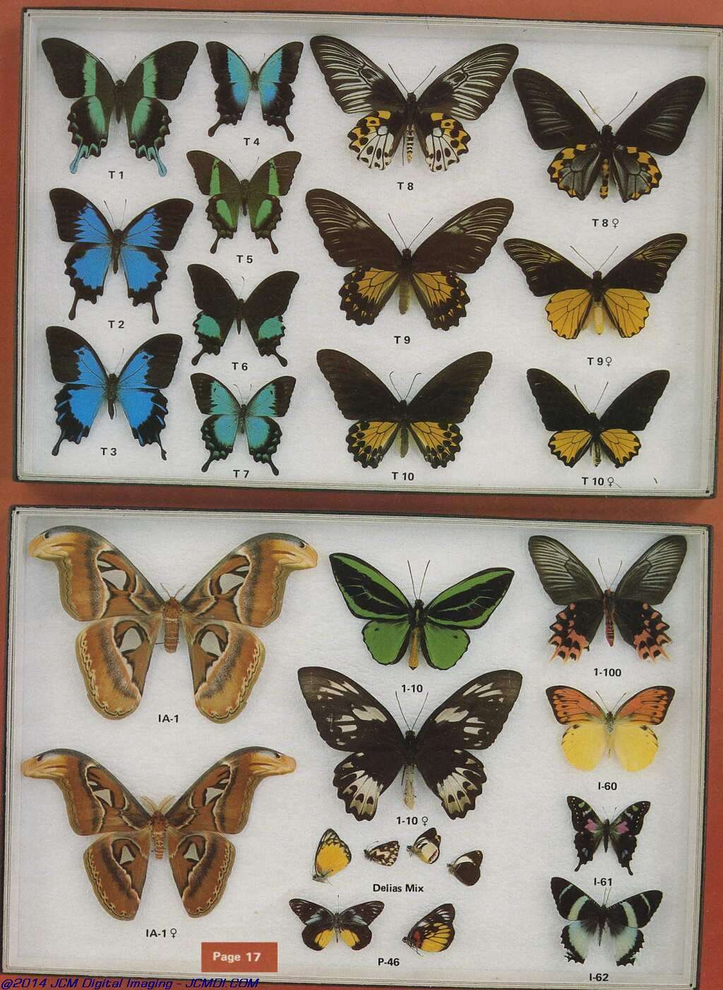 The Butterfly Company (NY) 20 page catalog 1978